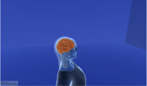 Animation of the brain instead a head