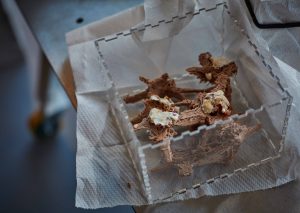 3D printed structure with slime mould growing in and on it