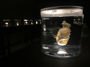 A large specimen jar with a heart inside