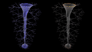 Two forms with an organic, root-like appearance