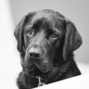 A black labrador