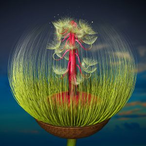 Jon McCormack - Morphogenesis Series